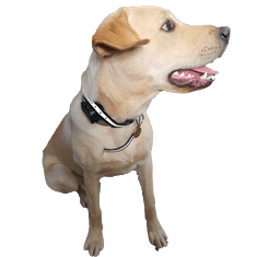 bailey